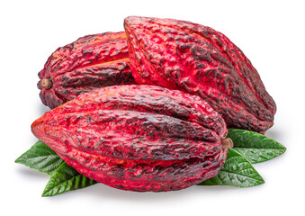 Wall Mural - Cocoa fruits or cocoa pods over green leaves isolated on white background. Clipping path.