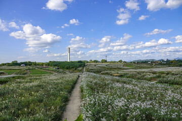 Wall Mural - Sky Park, Mapo-gu, Seoul, South Korea - October 13, 2021: Aerial and summer view of trail and pampas grass with the bacgkround of cumulus in the sky