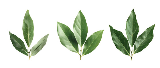 Three sprigs of bay leaves isolated on a black background.