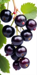 Wall Mural - Black currant grows on bush. Nature, organic food and gardening