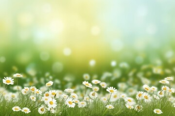 Canvas Print - Delicate daisies in a field