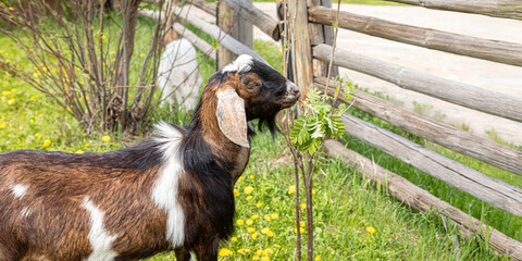 Beautiful colorful goat on the farm. Banner, background, illustration, postcard for advertising cattle breeding, agriculture, eco-ranch, veterinary information