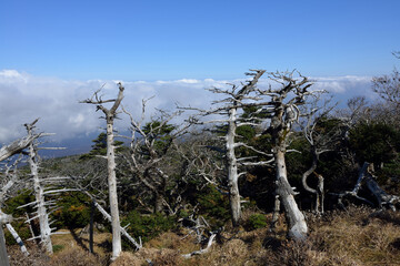 Wall Mural - Autumnal and high angle view of dead conifer trees against sea of cloud in the background at Hallasan Mountain near Jeju-do, South Korea