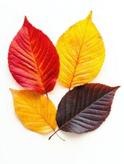 Wall Mural - Colorful autumn leaves arranged on a bright background