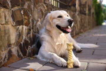 Canvas Print - Cute Golden Retriever dog lying with toy outdoors