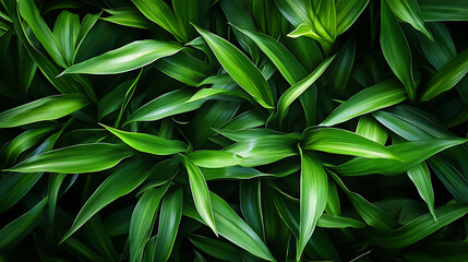 Poster - Abstract green plant, wallpaper, the lush greenery of beautiful plants is pleasing to the eye.