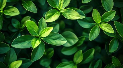 Poster - Abstract green plant, wallpaper, the lush greenery of beautiful plants is pleasing to the eye.