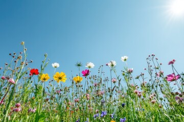 A vibrant wildflower field under a clear blue sky, showcasing a colorful array of flowers swaying gently in the sunlight.