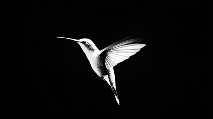 A Hummingbird in Flight, Silhouetted Against a Black Background