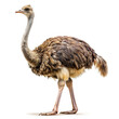 © Wilson - ostrich isolated on white