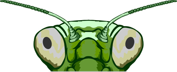 Praying Mantis Face Peeking Color
