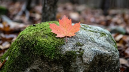 A close-up of a Canadian maple leaf on a moss-covered rock in the forest. No people, copy space.