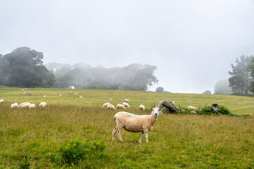 Poster - sheep in the mist in Mount Edgcumbe country park Cornwall England