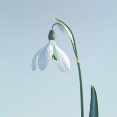 Wall Mural - A single delicate white snowdrop flower with green stem and leaves against a pale blue background.