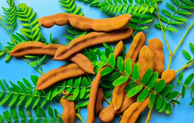 Beautiful tamarind on tree with green leaves.