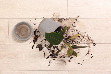 Canvas Print - Overturned houseplant and dirt on wooden floor, top view