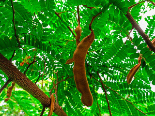 Beautiful tamarind on tree with green leaves.