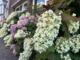 Wall Mural - Beautiful hydrangea flowers blooming near building outdoors, closeup