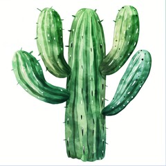 Sticker - Watercolor painting of cactus on a white background