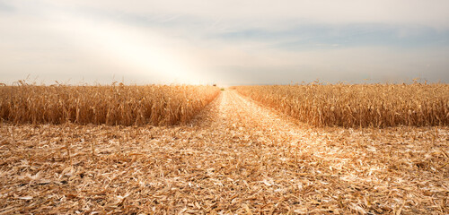 Wall Mural - Corn field during sunny day