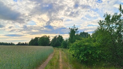 An agricultural field with rye growing on it is spread out on the plain. There is a forest around it. A dirt road runs between them. On a summer evening, the sun is hidden behind the clouds