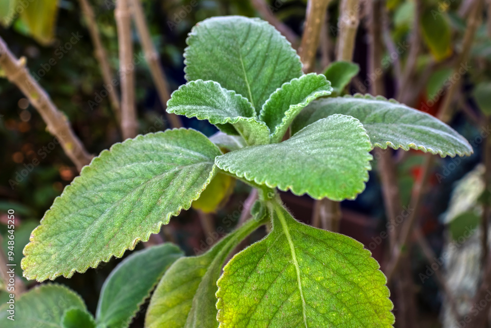 Selective focus of Boldo. Green plant named Boldo da Terra in Brazil ...