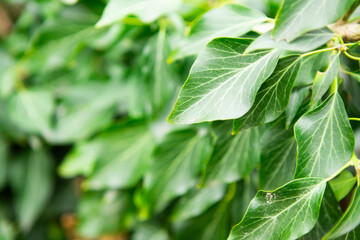 Background of green leaves, leaf photography