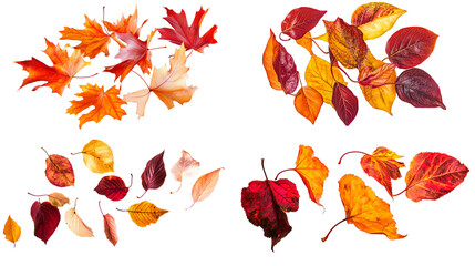 Collection of floating autumn leaves isolated on a blank background.
