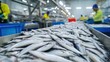 © almeera - Fresh Catch: A View of Fish on a Processing Line