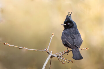 Phainopepla