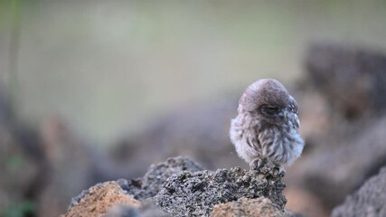 Wall Mural - Little owl in natural habitat Athene noctua. Slow motion. Young owl.