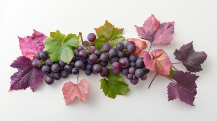 Vibrant grapes surrounded by colorful leaves, showcasing nature's beauty and variety in a fresh and artistic arrangement.