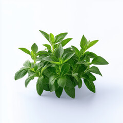 A fresh basil plant displayed against a white background, highlighting its vibrant green leaves and culinary uses.