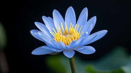 Canvas Print - A captivating close-up shot of a vibrant blue water lily, showcasing its delicate petals, yellow center, and elegant form. The image symbolizes purity, serenity, beauty, growth, and tranquility.