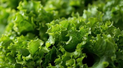 Wall Mural - Macro Photo food vegetable green salad. Texture background fresh mixed Lettuce green salad. Product Image Vegetable green salad 