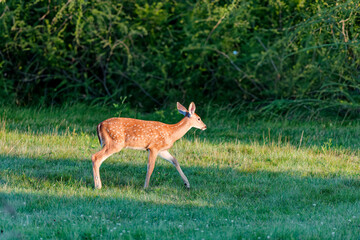 Wall Mural - deer. the white-tailed deer also known as the whitetail or virginia deer . white taild deer is the w