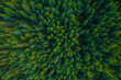 © Parilov - Aerial top view green forest and green trees in rural Altai, Drone photo