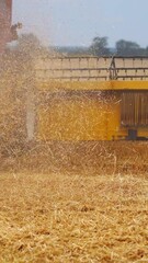 Wall Mural - Agriculture machine harvesting crop in fields. Special technic in action. Agricultural technic in field. Heavy machinery, blue sky above field. Vertical video