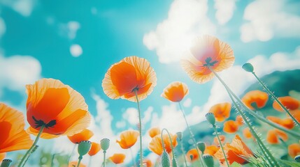 Poster -   A field of vibrant orange blossoms set against a blue sky background captures the essence of this photograph