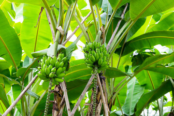 Wall Mural - Banana fruits on tree. A cluster of bananas