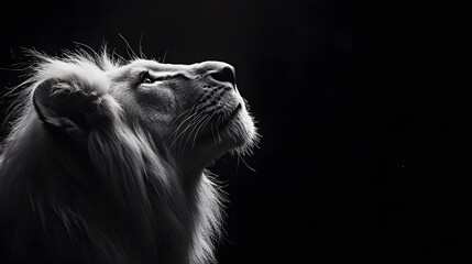 White Lion Looking Up on Black Background, Abstract Image, Texture, Pattern, Wallpaper, Cover and Screen for Smartphone, PC, Laptop, 9:16 and 16:9 Format