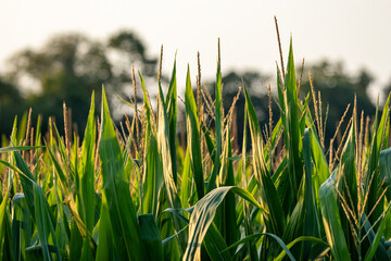 Corn field at sunset in rural midwest