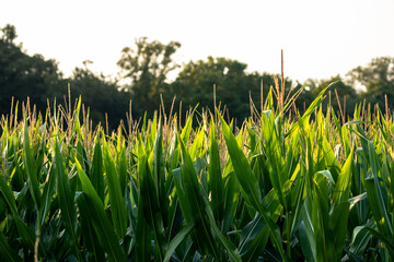 Corn field at sunset in rural midwest