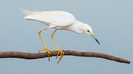 Poster -   A bird perched on a branch, with its beak closed and a blue sky behind it