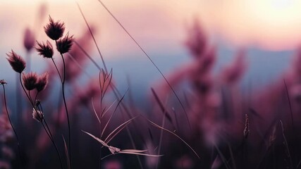 Poster - Softly focused image of delicate wild grasses and seed heads in a warm, sunlit field with a hazy pink and orange background.