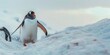 © AkuAku - Gentoo penguin traverses snowy slope while glancing back