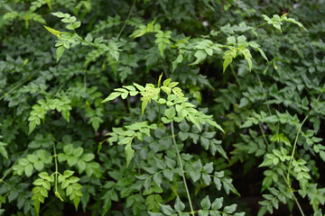 A fresh twig that has just been raised from a common jasmine plant