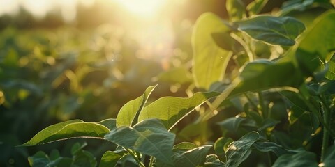 Spring soybean field in a scenic agricultural setting Organic soybean plantation