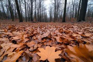 Wall Mural - Hunting Forest in late autumn, captured in a photo where the leaves have mostly fallen, leaving the trees bare and the ground covered in a thick carpet of orange and brown