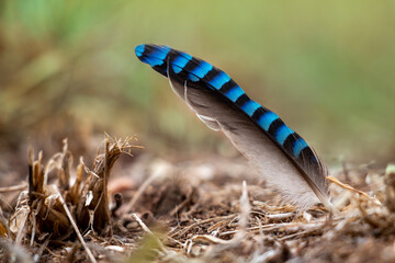 eurasian jay small feather with blue and black colours. feather on ground. bird feather.